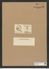 Triceratium orbiculatum Shadb. (de-Toni-Nr.: Genus 140, Species 3827) Zeichnungen Sammlung Grunow Nr. 7326 (NHMW-BOT-W0376368)